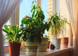 6 Vatu Tips For Plants in House