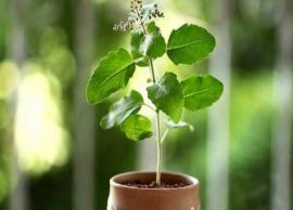 5 Vastu Tips To Keep In Mind For Holy Tulsi Plant at Home