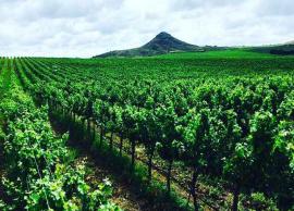 5 Best Vineyards You Must Visit In India