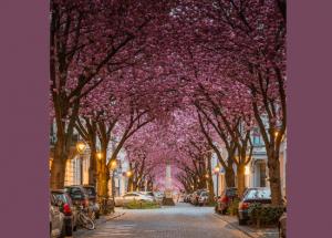5 Beautiful Streets to Walk in London