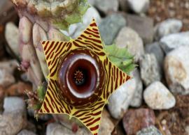 5 Most Weird Flowers That Grows in The World