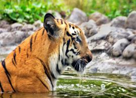 6 Wildlife Sanctuaries You Need To Visit in West Bengal