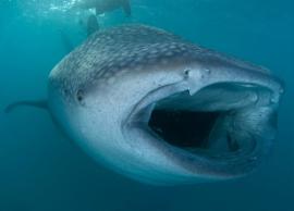 5 Best Places To See Whale Sharks