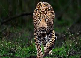 5 Species of Wild Leopards Found in India