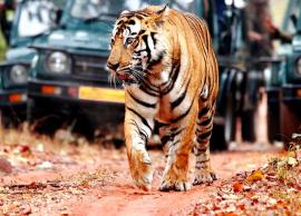 5 Handpicked Best-Dedicated Wildlife Parks to Visit in India
