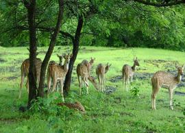 5 Must Visit National Parks of Chhattisgarh