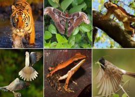 4 Wildlife Attractions Near Pune