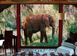 5 Most Luxurious Wildlife Resorts in India