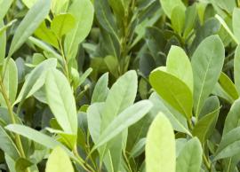 5 Amazing Health Benefits of Yerba Mate Leaf