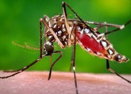 Zika virus cases in Rajasthan rise to 72