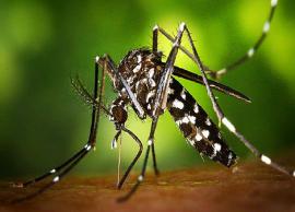 6 Prevention Tips You Must Follow For Zika Virus
