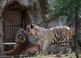6 Zoo in India You Must Visit Once in Lifetime