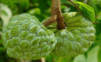 The Winter Fruit Custard Apple Has Many Skin Benefits