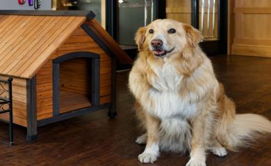 5 Hotels Where You Are Being Welcomed By Animals