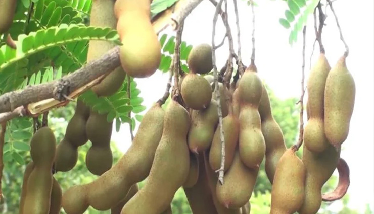 vastu,vastu tips for home,simple vastu tips,inauspicious tree front of house,tree vastu,vastu related to trees