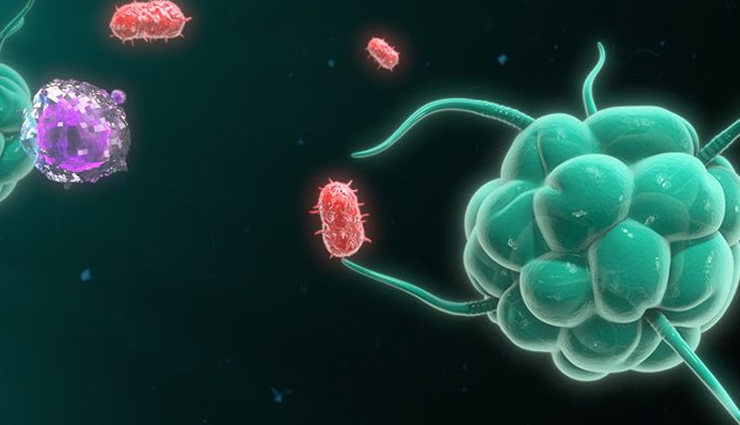 echinacea,echinacea health benefits,echinacea health tips,healthy food echinacea,echinacea good for health,echinacea healthy food,Health,Health tips