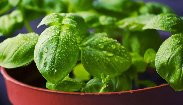 मौसम में बदलाव के साथ ही घटने लगती हैं इम्यूनिटी, इन तरीकों से बढ़ाएं इसे immunity starts decreasing with the change in weather,increase it in these ways,Health,healthy living