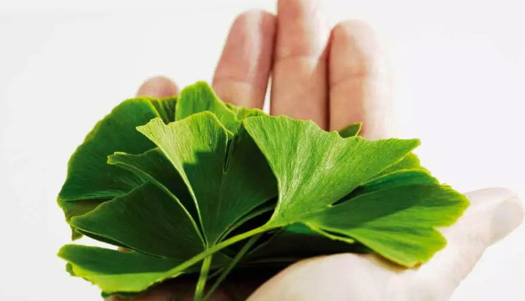 triphala,ginkgo biloba,fennel seeds & almonds,rose water,indian gooseberry,ayurvedic remedies,remedies to improve eyesight,eye care tips,Health tips,fitness tips