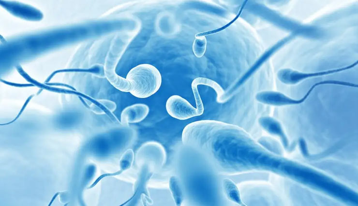 sperm count,home remedies to increase sperm count,tips to increase sperm count,sperm,how to increase sperm count,sperm count problem,less sperm count,Health tips,simple health tips,health tips in hindi