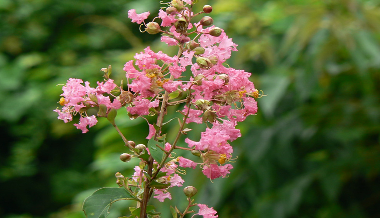 dandruff,treat dandruff,get rid of dandruff,hair problem,hair loss,Dandruff problem,scalp disorder,beauty,beauty tips