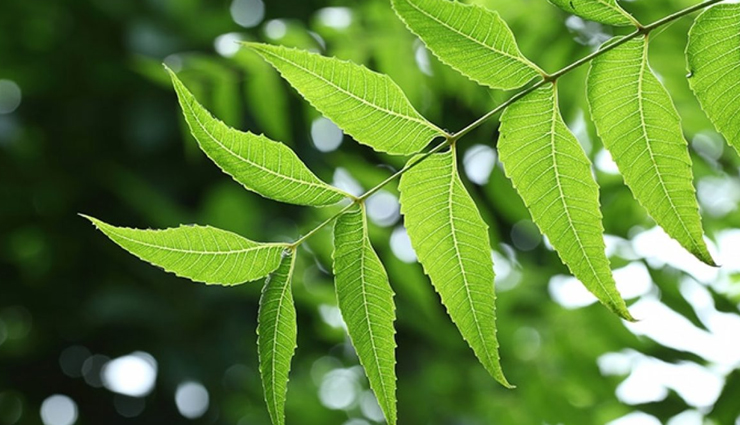 tinea versicolor,home remedies to treat tinea versicolor,Health,Health tips