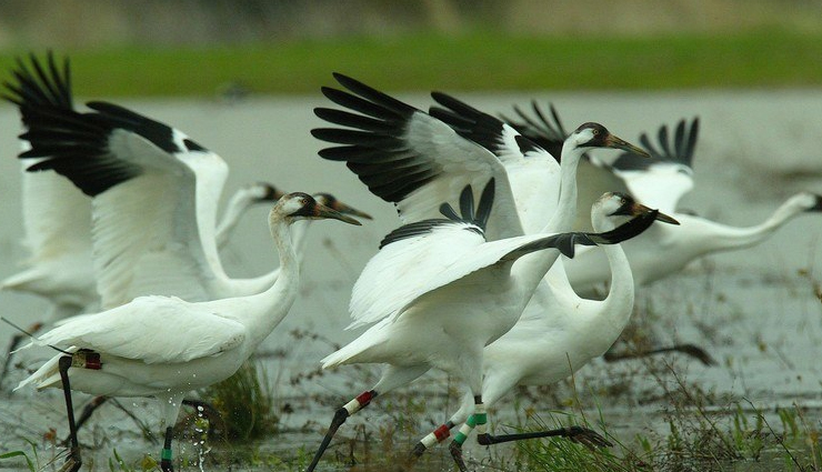 bird sanctuaries to visit in india,bird sanctuaries,bharatpur bird sanctuary,rajasthan,chilka lake bird sanctuary,odisha,sultanpur bird sanctuary,gurgaon,kumarakom bird sanctuary,kerala,nal sarovar bird sanctuary,gujarat