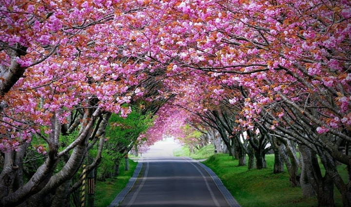 beautiful tourist attraction in north east india,holiday,travel,tourism