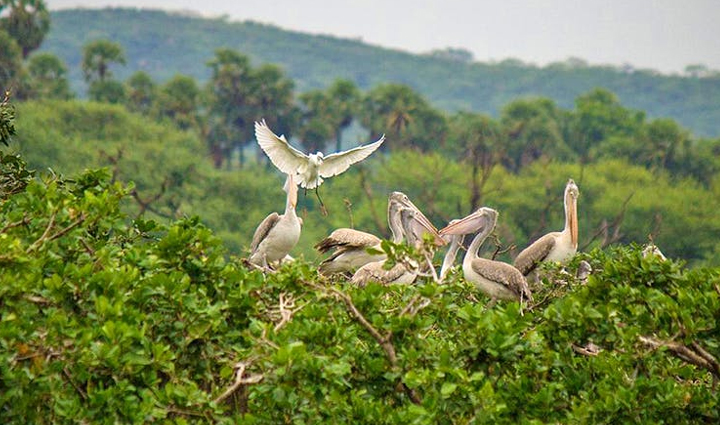 famous bird sanctuaries you can visit in india,holiday,travel,tourism