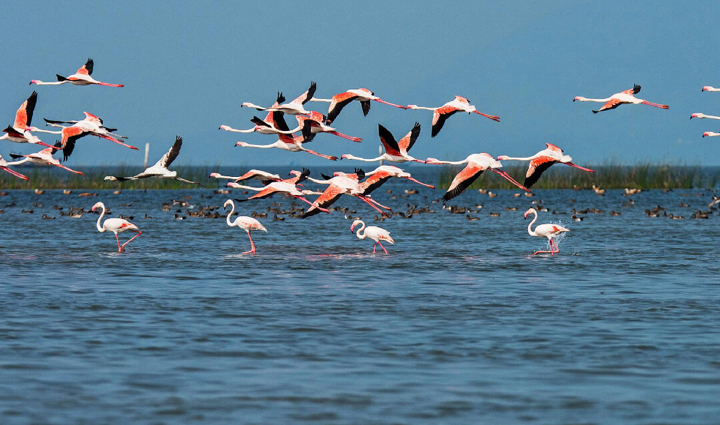 famous bird sanctuaries you can visit in india,holiday,travel,tourism