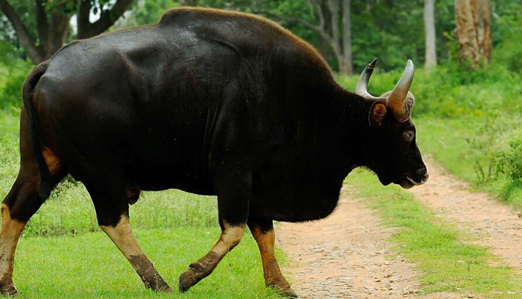 wild animals at kaziranga national park of assam,kaziranga national park of assam,indian rhinoceros,indian elephant,bengal tiger,indian bison,wild water buffalo