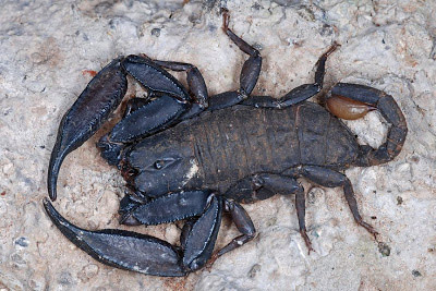 indian red scorpion,indian black scorpion,giant forest scorpion,fattail scorpion,euscorpiops asthenurus,dangerous specious of scorpions,scorpions found in india,scorpions