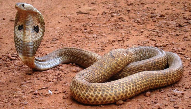 5 most beautiful and deadliest snakes,indian cobra,king cobra,indian krait,bamboo pit viper,russell viper