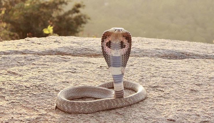 poisonous snakes,belchers sea snake,blue krait snake,black mamba,indian cobra,inland taipan,snakes ,विश्व के 6 सबसे ज़हरीले सांप