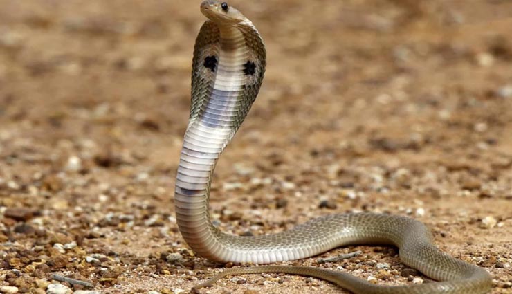 weird news,weird information,beautiful snakes,dangerous snakes