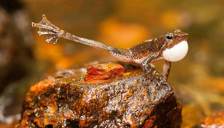 5 new wild species discovered in india,khaire black shieldtail,himalayan forest thrush,indian dancing tadpole,red forest crab,chiraharitae termite