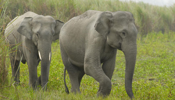 wild animals at kaziranga national park of assam,kaziranga national park of assam,indian rhinoceros,indian elephant,bengal tiger,indian bison,wild water buffalo