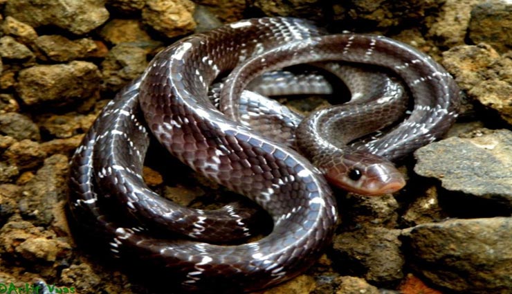 weird news,weird information,beautiful snakes,dangerous snakes