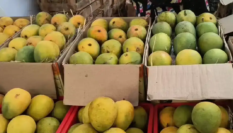 नेपाल के फैसले से आम कारोबार में भूचाल, भारतीय आमों पर रोक से बढ़ी टेंशन