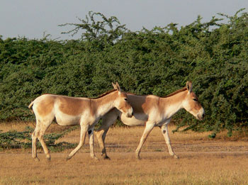 places in gujarat,indian onager,indian onager in gujarat,indian wild ass sanctuary,banni grasslands reserve,nal sarovar bird sanctuary,kutch desert wildlife sanctuary,chari dhand wetland conservation reserve
