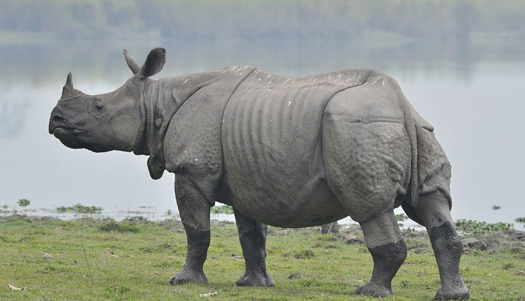 wild animals at kaziranga national park of assam,kaziranga national park of assam,indian rhinoceros,indian elephant,bengal tiger,indian bison,wild water buffalo