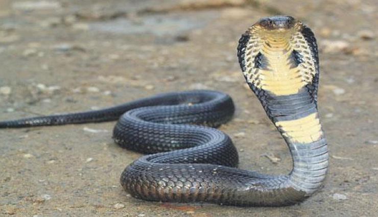 weird news,weird information,snake bite study