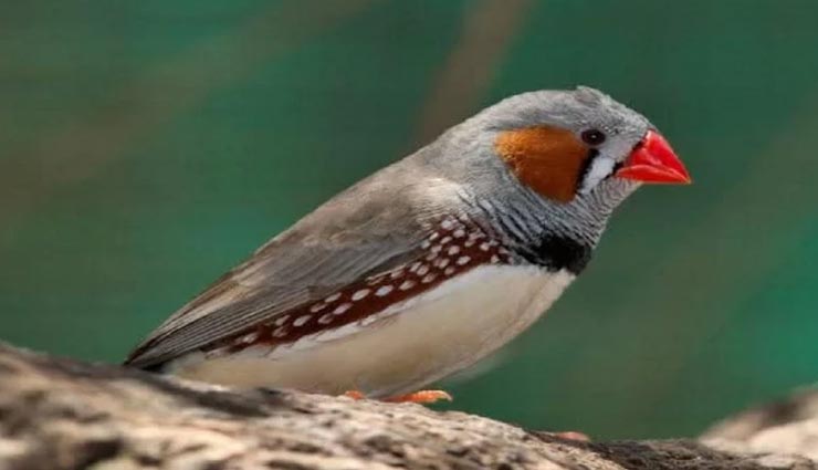 इस मामले में हॉलीवुड को भी पीछे छोड़ता हैं नॉलीवुड, जानें नाइजीरिया से जुड़ी हैरान करने वाली बातें weird news,weird information,interesting facts,nigeria fcats