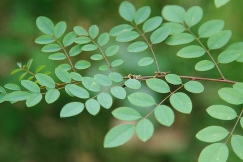 natural hair dye,indigo leaves for hair dye,hair coloring tips,hair color tips,beauty tips