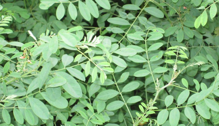 This Natural Hair Dye Will Solve Your Problem of Hair Coloring