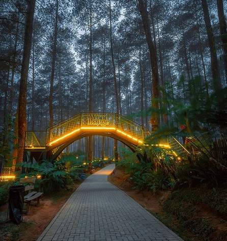 forest,lights,indonesia,magical bridge,weird news , इंडोनेशिया 