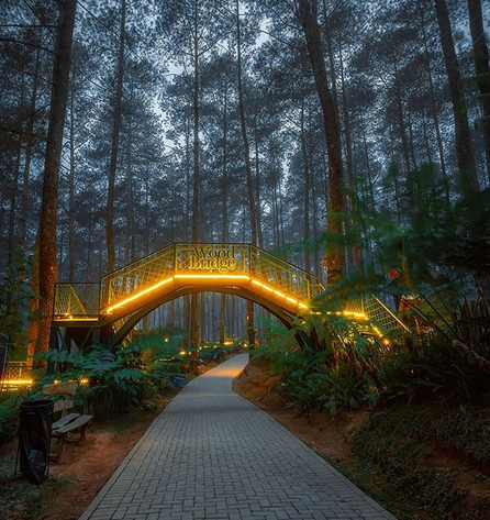 forest,lights,indonesia,magical bridge,weird news