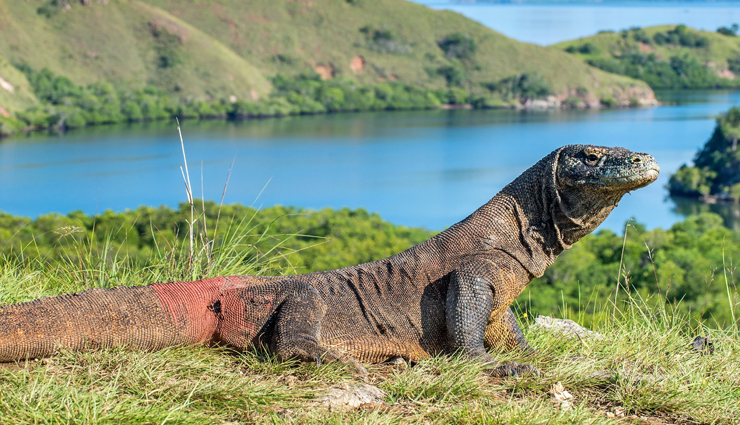 islands in indonesia,indonesia,bali island,lombok island,komodo island,gili islands,seram island,wakatobi islands