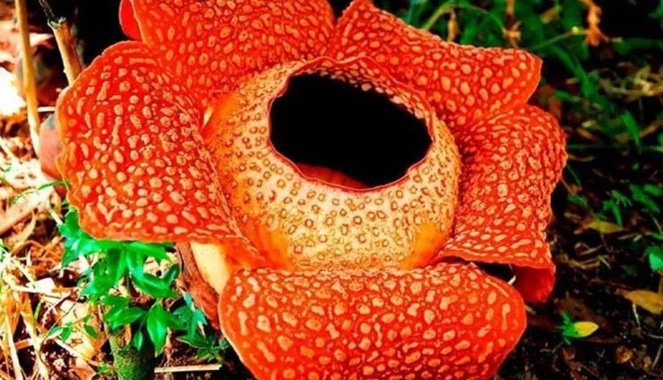 weird news,weird flower,indonesia news,worlds largest blooming flower ,अनोखी खबर, अनोखा फूल, रेफलिसिया फूल, इंडोनेशिया, सबसे बड़ा फूल