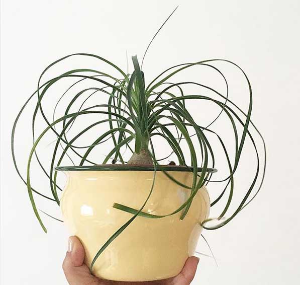 low maintenance indoor plants,indoor plants,plants,household tips,pothos,spider plant,ponytail palm,chinese evergreen,zz plant