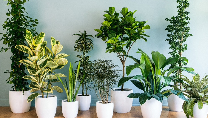 increase oxygen levels naturally,boost oxygen levels,natural ways to increase oxygen,breathing exercises for oxygen,iron-rich foods for oxygen,fresh air for oxygen,benefits of indoor plants,good posture for oxygen,quit smoking for oxygen,antioxidant-rich foods for oxygen